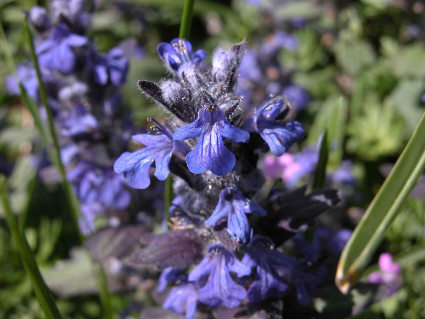 Bugle, Blue, Geneva Bugle flower